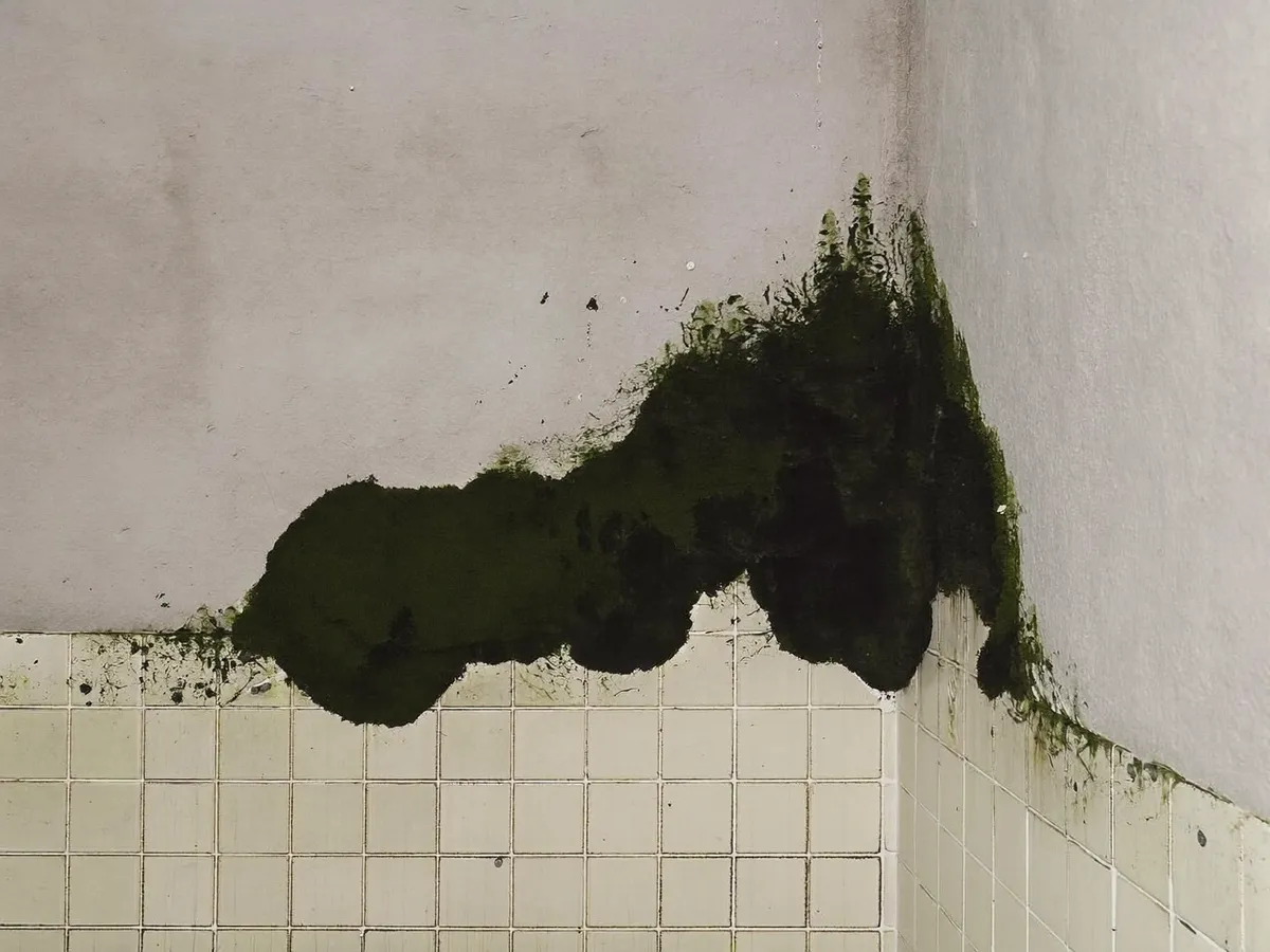 Mold on bathroom tile grout and silicone in a tropical villa