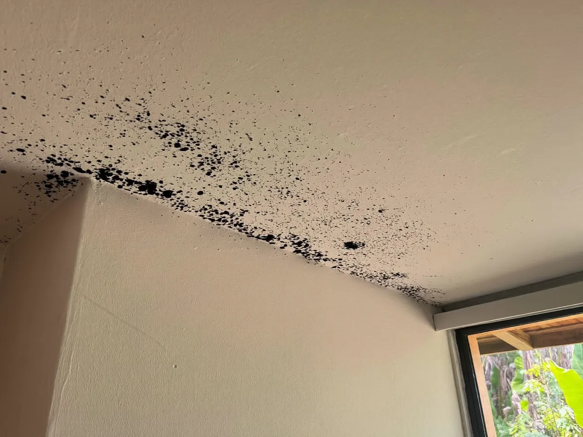 Black mold spreading across a villa ceiling corner in Bali
